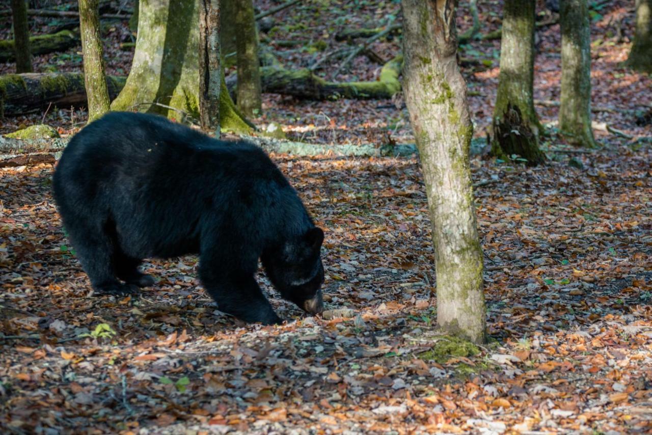 Chief Big Log Villa Hatchertown Buitenkant foto